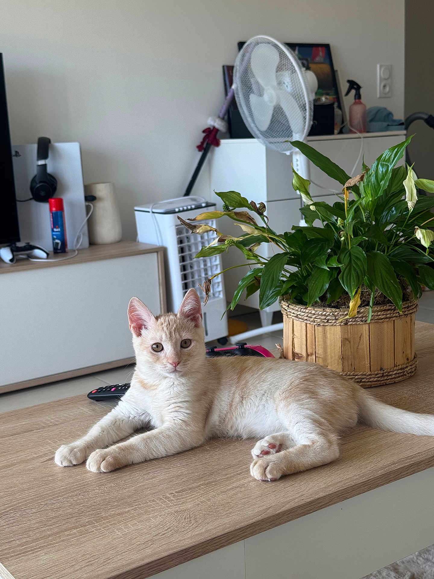 Beerus participe au concours pour gagner de l'argent avec cette photo : cat, kitten, indoor, table, plant, potted_plant, wooden_table, green_leaves, fan, gaming_controller, remote_control, living_room, household_items, curious, pet, feline, relaxed, light_brown, cream_colored, domestic_cat