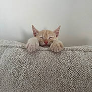 Beerus a rejoint le concours — aidez-le/la à gagner de superbes lots ! kitten, cat, sleeping, paws, couch, beige, texture, indoor, pet, animal, cute, closeup, resting, feline, peaceful, domestic, soft, wall, minimalist, cozy