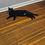 Ocean joined the competition — help win amazing prizes! black_cat, cat, pet, animal, indoor, wooden_floor, floor, glowing_eyes, lying_down, domestic_cat, feline, resting, mysterious, shadow, quiet, home, relaxed, whiskers, tail, ears