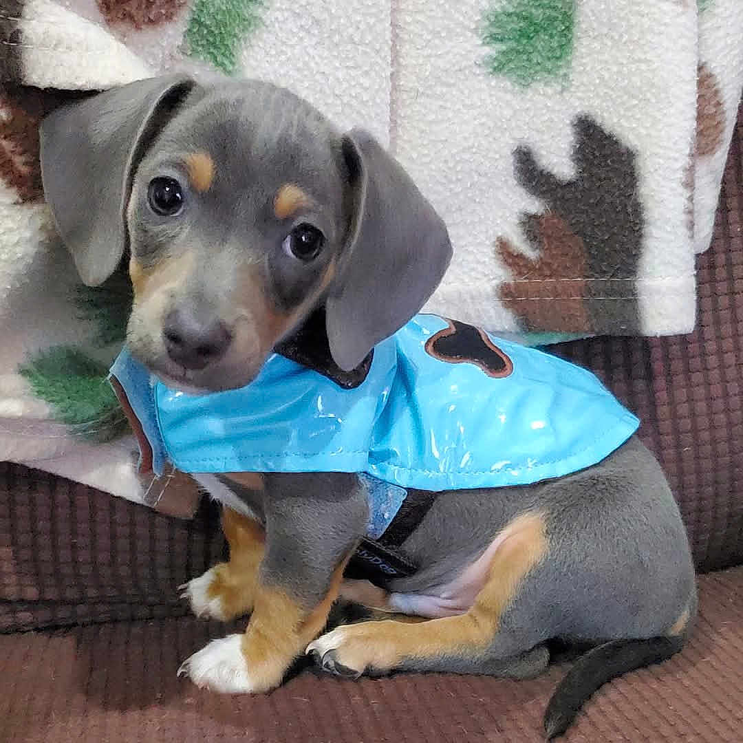 Milo is registered to the contest to win money with this photo: animal, blanket, canine, clothing, coat, dog, dogbed, hat, hound, pet, puppy, racket, raincoat, snout, sport, tennis, tennisracket