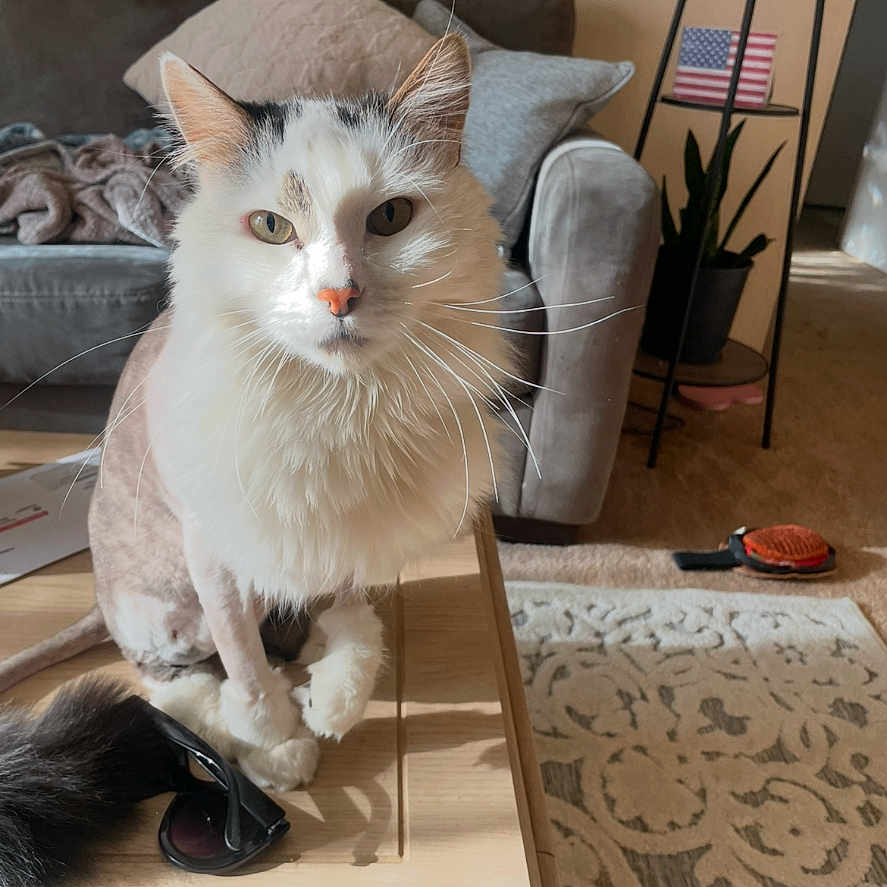 Loki is registered to the contest to win money with this photo: animal, architecture, building, cat, chair, clothing, couch, flag, footwear, furniture, hardwood, homedecor, indoors, interiordesign, livingroom, pet, plant, plywood, room, wood