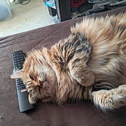 Indiana a rejoint le concours — aidez-le/la à gagner de superbes lots ! cat, fluffy, sleeping, couch, remote_control, indoor, pet, feline, relaxed, fur, brown, cozy, paw, whiskers, resting, closeup, domestic_animal, lazy, comfortable, household
