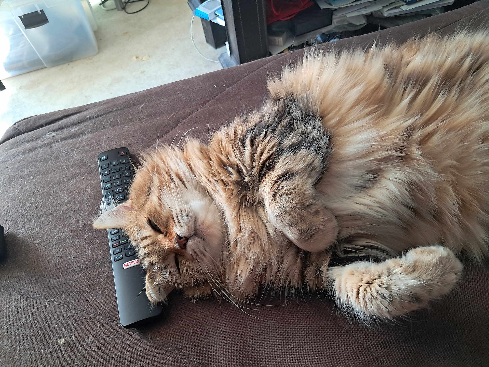 Indiana a rejoint le concours — aidez-le/la à gagner de superbes lots ! cat, fluffy, sleeping, couch, remote_control, indoor, pet, feline, relaxed, fur, brown, cozy, paw, whiskers, resting, closeup, domestic_animal, lazy, comfortable, household
