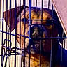 Buddy is registered to the contest to win money with this photo: dog, cage, metal_bars, pet, animal, indoor, brown_fur, confined, shadow, face, snout, ears, closeup, vertical_bars, locked, dark, dim_lighting, fence, restraint, looking