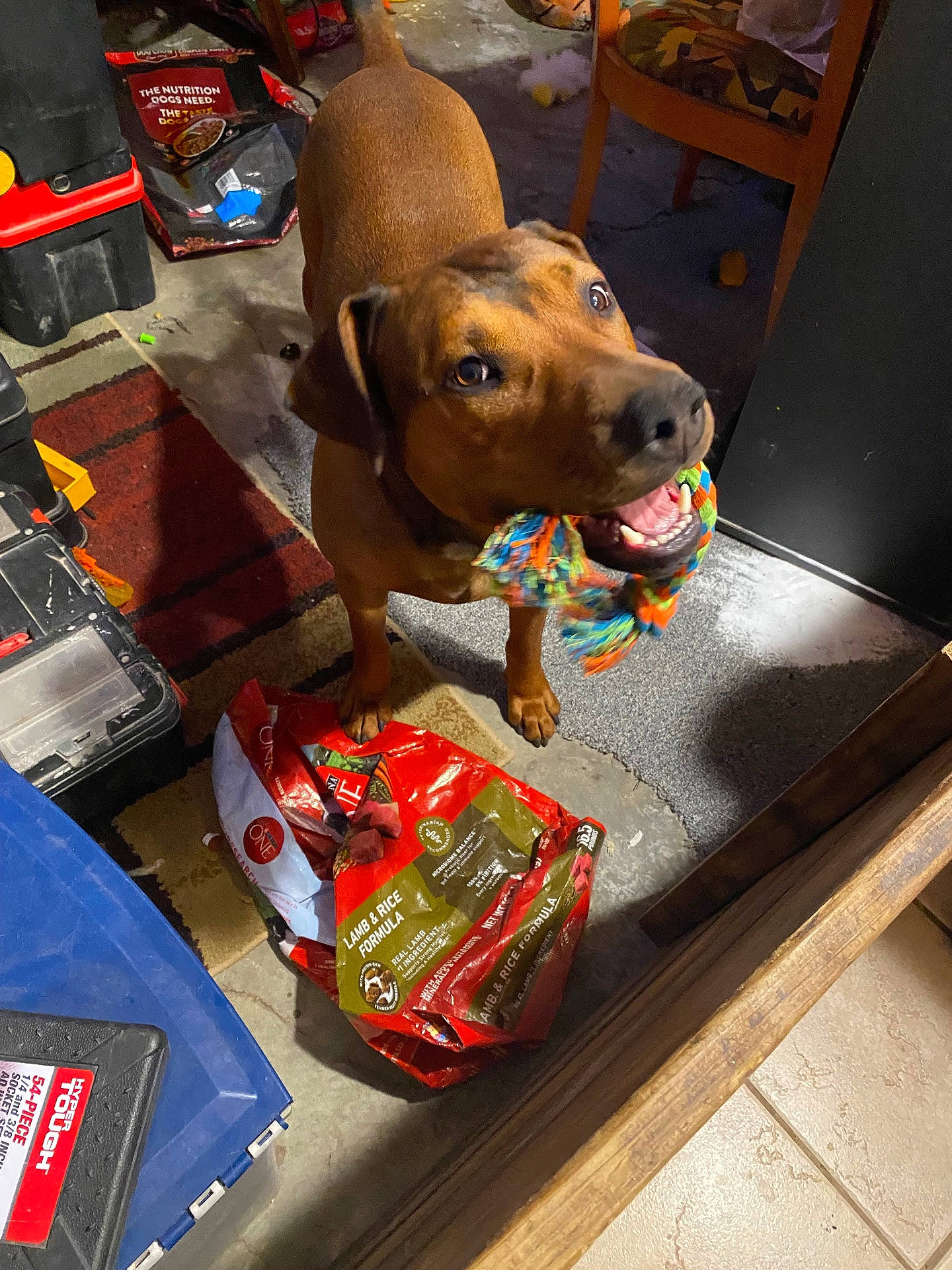 Buddy joined the competition — help win amazing prizes! animal, bag, brown_dog, carpet, chair, concrete, dog, dog_food, floor, household, indoor, looking_up, messy, mouth, pet, playful, rope_toy, toolbox, torn_bag, toy