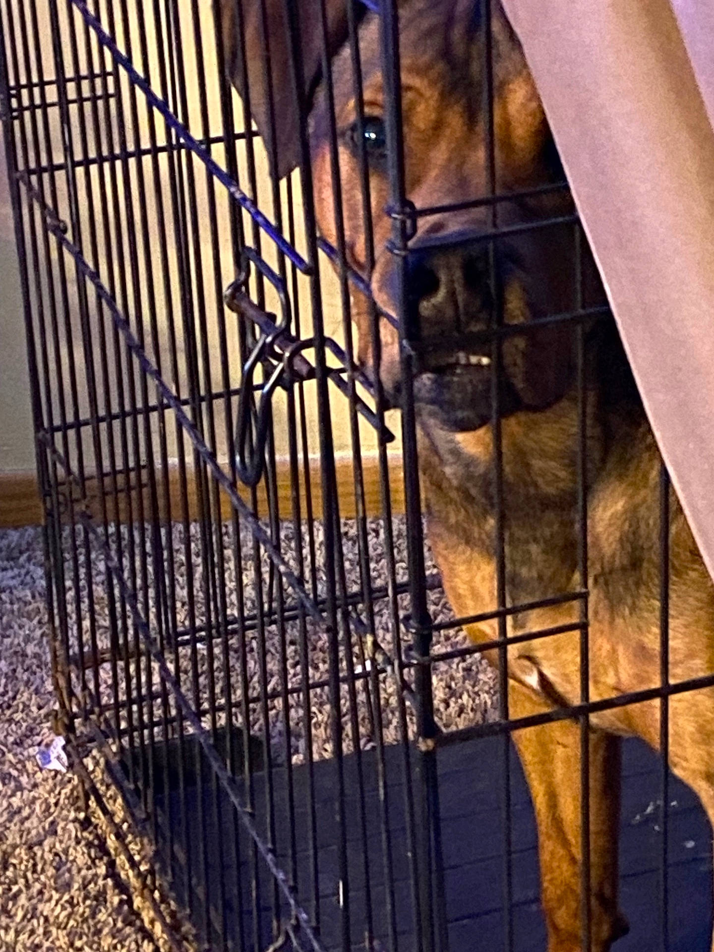 Buddy is registered to the contest to win money with this photo: animal, brown_dog, cage, canine, carpet, close_up, confined, curtain, dog, domestic, expression, fence, floor, home, indoor, looking, metal_bars, pet, restraint, standing