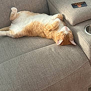 Copper is registered to the contest to win money with this photo: cat, ginger_cat, white_fur, sleeping, relaxed, couch, sofa, furniture, indoor, pet, domestic_animal, cozy, soft_fur, resting, living_room, card, armrest, texture, home, comfort