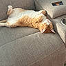 cat, ginger_cat, white_fur, sleeping, relaxed, couch, sofa, furniture, indoor, pet, domestic_animal, cozy, soft_fur, resting, living_room, card, armrest, texture, home, comfort