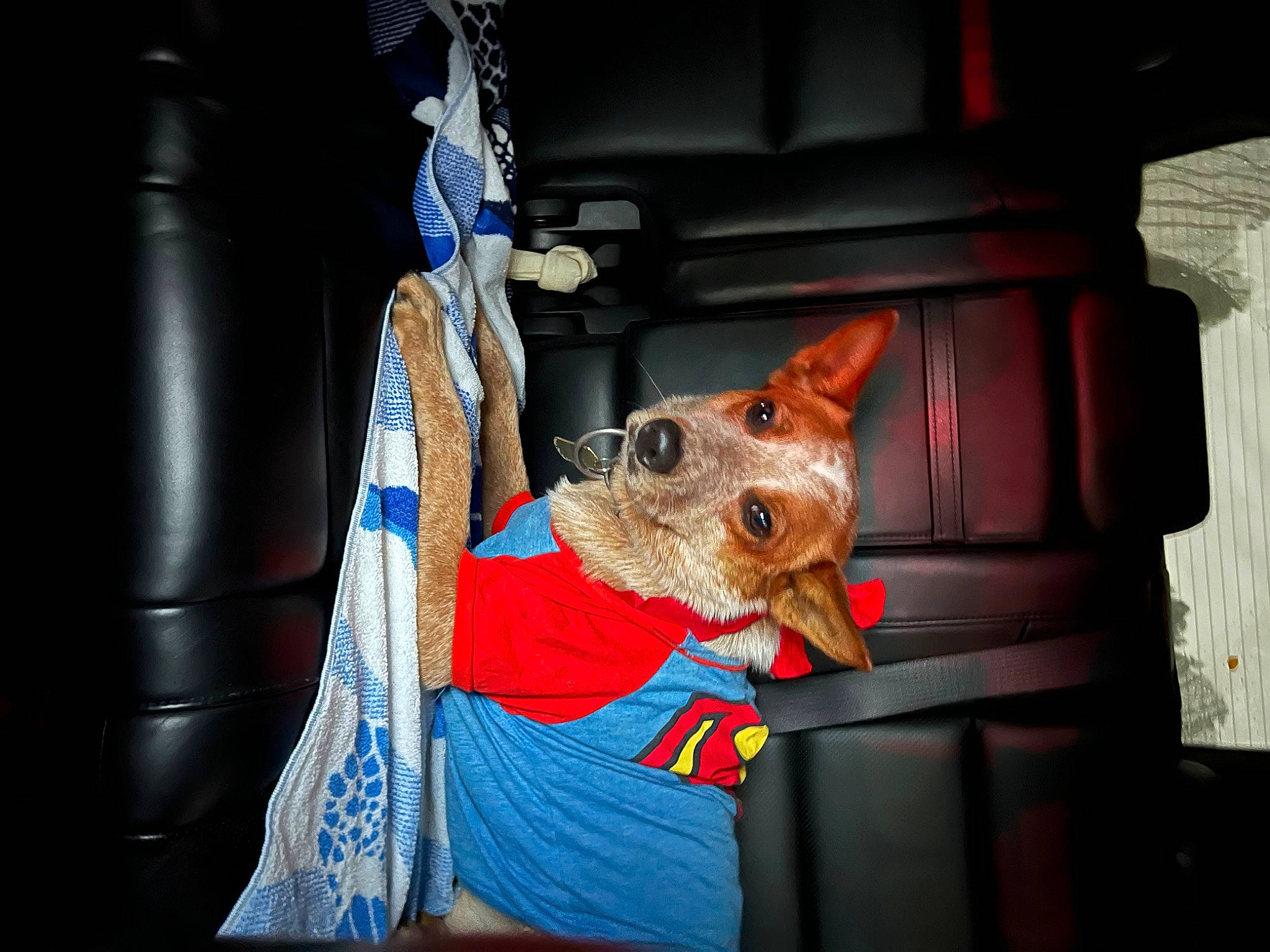 Brick joined the competition — help win amazing prizes! canidae, carnivore, companion_dog, dog, dog_breed, dog_clothes, dog_supply, electric_blue, fashion_accessory, fawn, felidae, fur, party_hat, small_terrier, small_to_medium_sized_cats, snout, sporting_group, terrier, toy_dog, whiskers