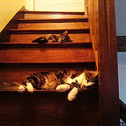 Enjie participe au concours pour gagner de l'argent avec cette photo : animal, cat, cozy, cute, domestic_cat, feline, fur, home, indoor, lazy, pet, relaxing, resting, sleeping, stairs, tabby_cat, two_cats, white_paws, wood, wooden_stairs