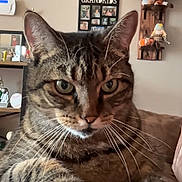 Joey joined the competition — help win amazing prizes! cat, tabby, couch, indoor, pet, close_up, whiskers, face, ears, home_decor, wall_art, photo_frame, video_call, person, fan, furniture, living_room, relaxing, curious, animal