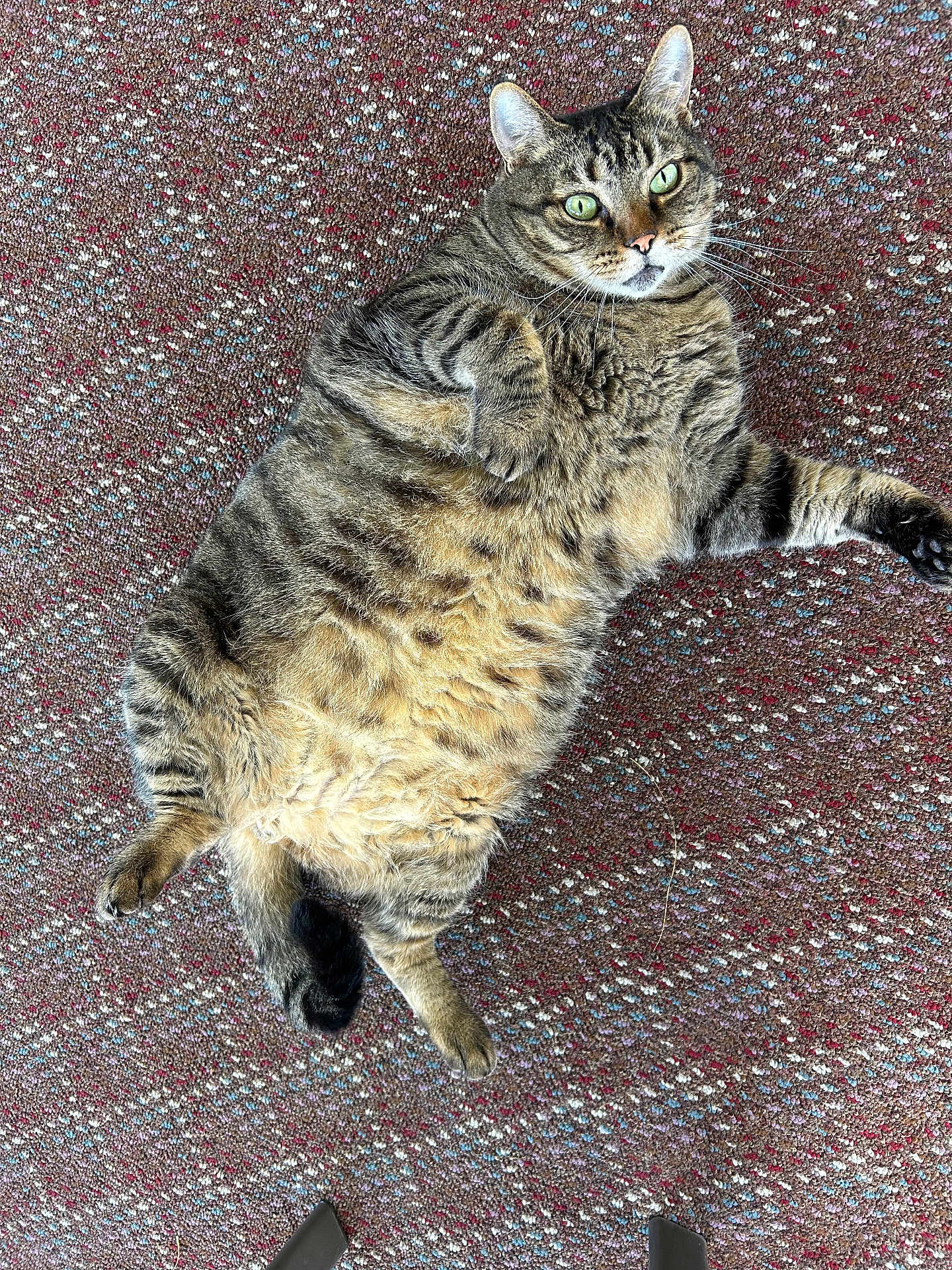 Joey joined the competition — help win amazing prizes! cat, tabby, fluffy, green_eyes, carpet, texture, relaxed, lying_down, pet, indoor, feline, whiskers, cute, domestic_animal, fur, animal, mammal, playful, resting, close_up