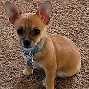 Oscar is registered to the contest to win money with this photo: puppy, dog, small_dog, carpet, indoor, pet, cute, ears, collar, young_dog, animal, fur, sitting, looking_up, brown_fur, adorable, domestic_animal, companion, canine, young