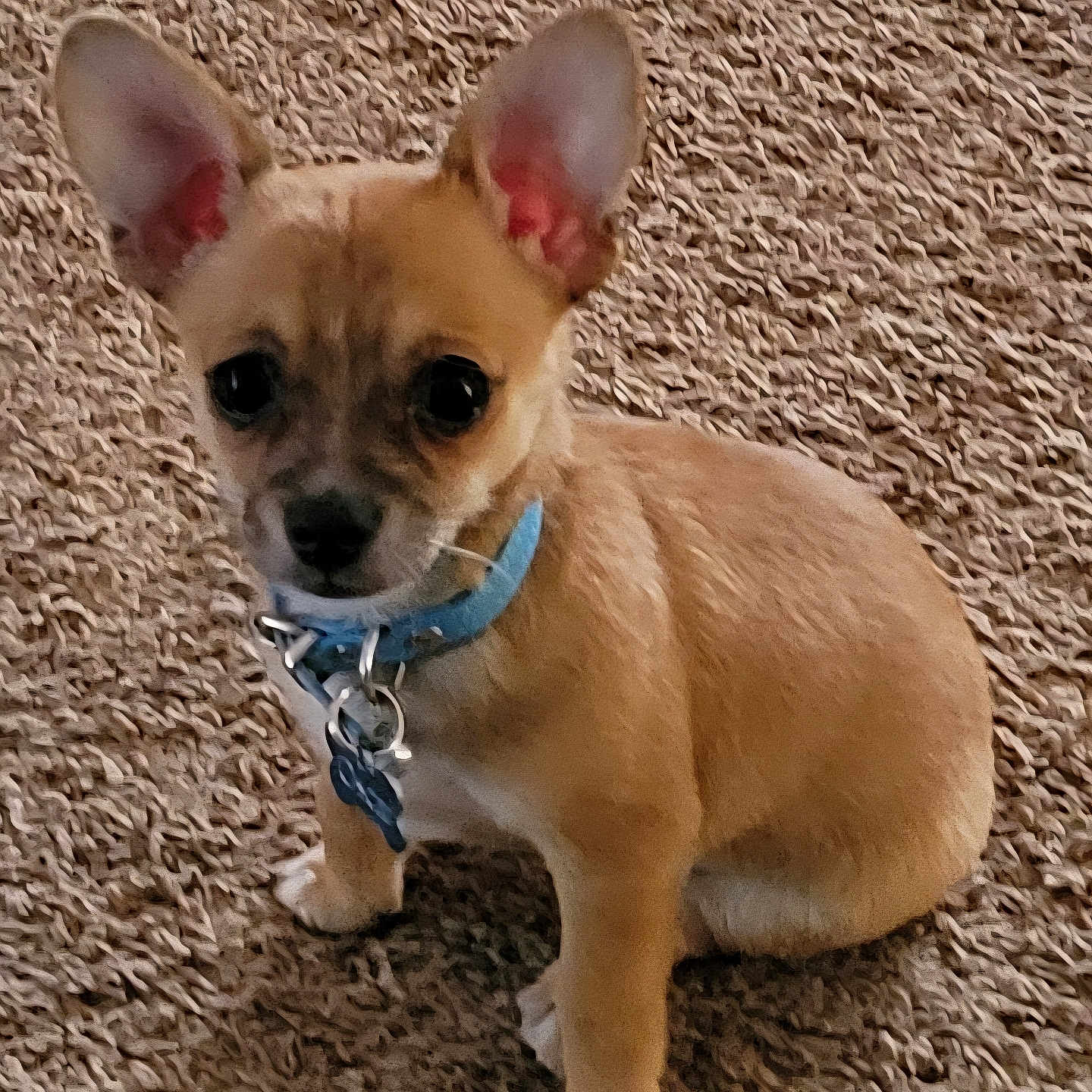 Oscar is registered to the contest to win money with this photo: adorable, animal, brown_fur, canine, carpet, collar, companion, cute, dog, domestic_animal, ears, fur, indoor, looking_up, pet, puppy, sitting, small_dog, young, young_dog