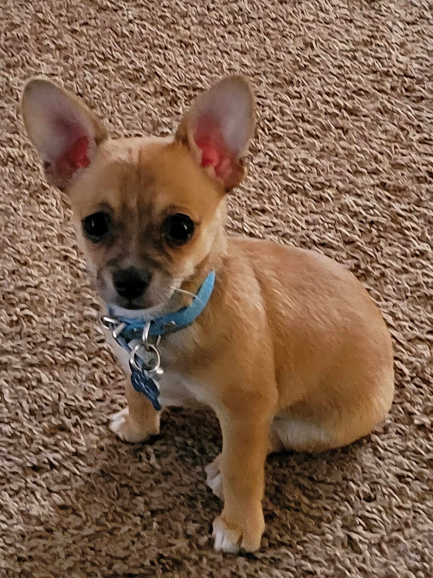 Oscar is registered to the contest to win money with this photo: puppy, dog, small_dog, carpet, indoor, pet, cute, ears, collar, young_dog, animal, fur, sitting, looking_up, brown_fur, adorable, domestic_animal, companion, canine, young