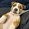 puppy, dog, lying_down, cute, pet, blanket, fur, animal, young, indoor, white, brown, pink, nose, paw, ears, expression, looking_up, cozy, soft