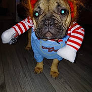 Stash joined the competition — help win amazing prizes! animal, brown_dog, close_up, clothing, companion, costume, cute, dog, flash, floor, funny, indoor, pet, pet_costume, portrait, puppy, puppy_face, small_dog, wig, wooden_floor