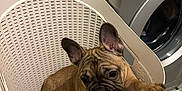 Stash joined the competition — help win amazing prizes! dog, puppy, french_bulldog, laundry_basket, blanket, paw, indoor, washing_machine, cabinet, floor, tile_floor, pet, cute, small_dog, brown_dog, animal, household, home, curious, raising_paw