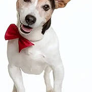 Dewey participe au concours pour gagner de l'argent avec cette photo : dog, bow_tie, white_background, pet, cute, happy, portrait, canine, smiling, ears_up, domestic_animal, studio_shot, friendly, animal, playful, front_view, small_dog, alert, well_groomed, adorable