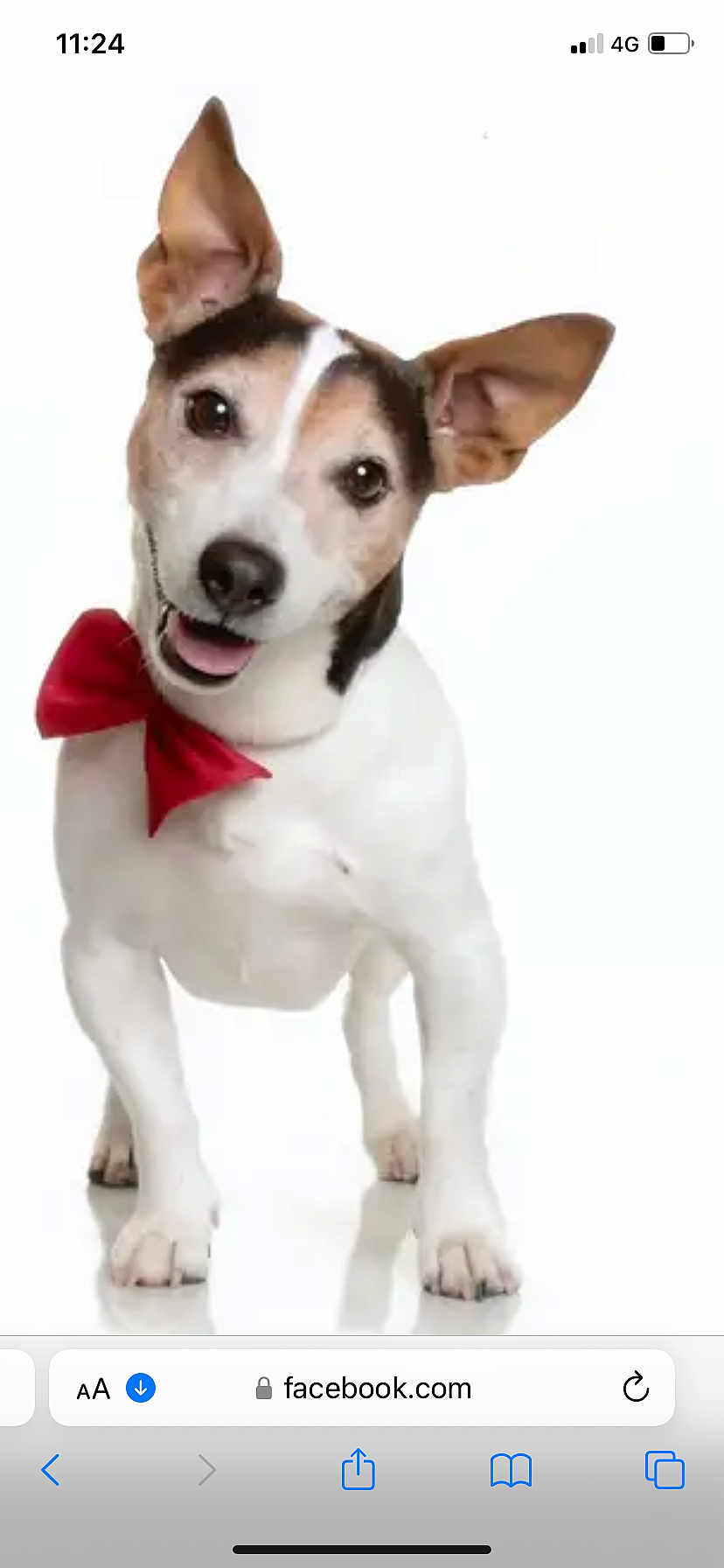 Dewey participe au concours pour gagner de l'argent avec cette photo : dog, bow_tie, white_background, pet, cute, happy, portrait, canine, smiling, ears_up, domestic_animal, studio_shot, friendly, animal, playful, front_view, small_dog, alert, well_groomed, adorable