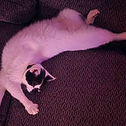 Gilligan joined the competition — help win amazing prizes! black_and_white, cat, close_up, couch, cozy, fur, indoor, lounging, paw, paw_pads, pet, playful, purple_lighting, relaxed, sleeping, sofa, stretched_out, tail, upholstery, whiskers