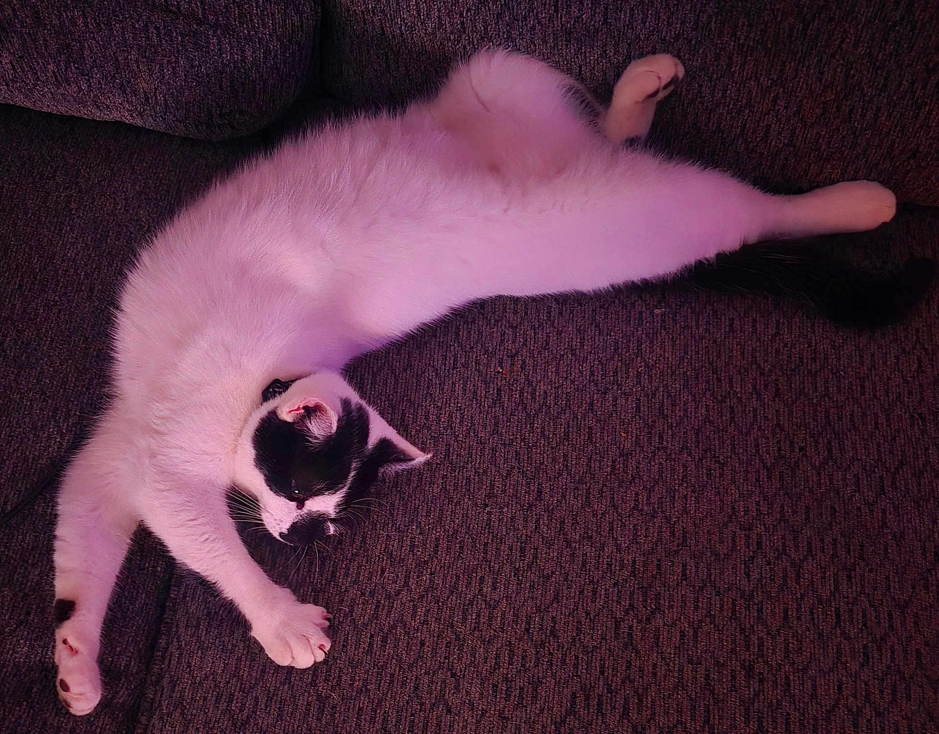 Gilligan joined the competition — help win amazing prizes! black_and_white, cat, close_up, couch, cozy, fur, indoor, lounging, paw, paw_pads, pet, playful, purple_lighting, relaxed, sleeping, sofa, stretched_out, tail, upholstery, whiskers