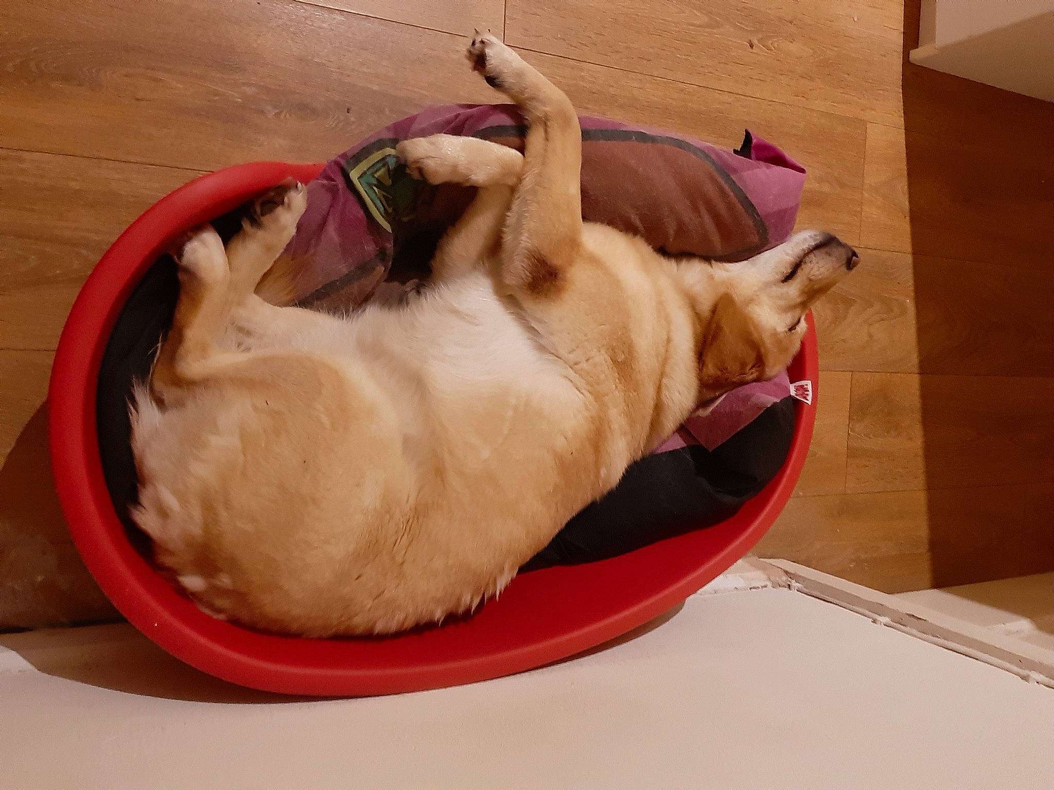 Cindy joined the competition — help win amazing prizes! bean_bag, canidae, carnivore, cat_supply, comfort, companion_dog, dog, dog_bed, dog_breed, dog_supply, fawn, felidae, flooring, pet_supply, small_to_medium_sized_cats, snout, sporting_group, tail, whiskers, working_animal