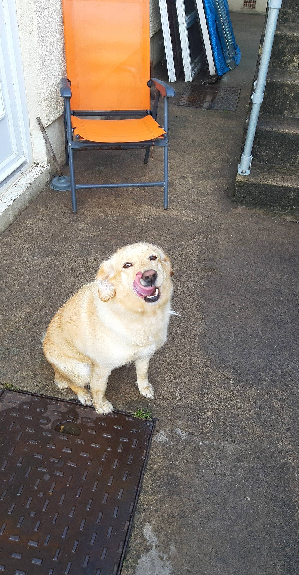 Cindy joined the competition — help win amazing prizes! asphalt, canidae, carnivore, chair, companion_dog, dog, dog_breed, door, fawn, flooring, gas, hardwood, porch, road_surface, snout, sporting_group, tree, window, working_animal, working_dog