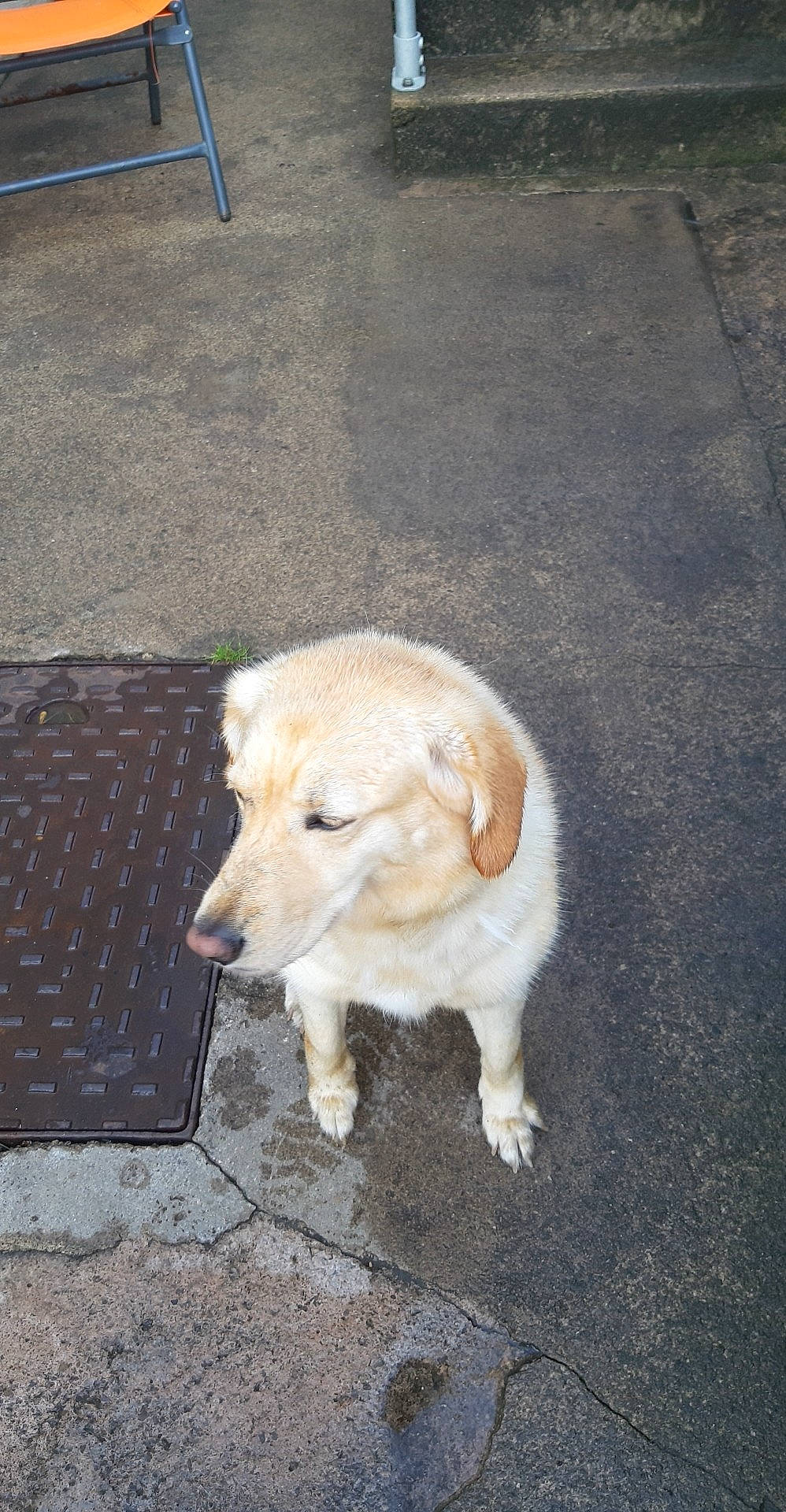 Cindy is registered to the contest to win money with this photo: asphalt, canidae, carnivore, companion_dog, dog, dog_breed, fawn, flooring, fur, golden_retriever, kintamani, retriever, road_surface, shadow, sidewalk, snout, sporting_group, street_dog, tail, working_animal