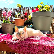 Toupie a rejoint le concours — aidez-le/la à gagner de superbes lots ! cat, white_cat, blue_eyes, pink_lace, table, flower_pots, flowers, plants, garden, sunlight, outdoor, wooden_table, cactus, yellow_flowers, red_flowers, green_leaves, relaxed, pet, daylight, sky