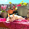 cat, white_cat, blue_eyes, pink_lace, table, flower_pots, flowers, plants, garden, sunlight, outdoor, wooden_table, cactus, yellow_flowers, red_flowers, green_leaves, relaxed, pet, daylight, sky