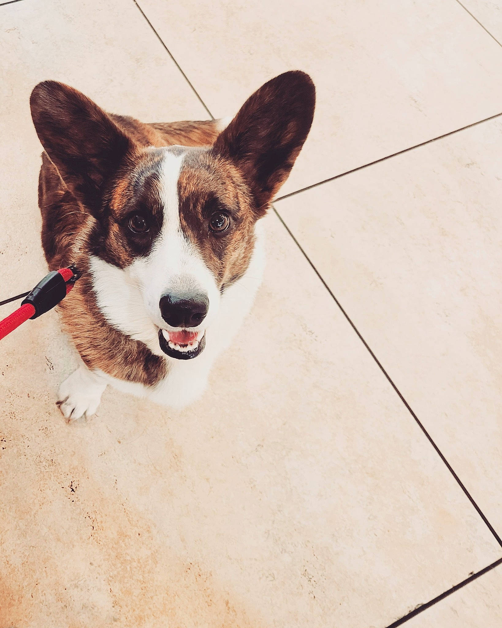 Emi Lou joined the competition — help win amazing prizes! art, canidae, carnivore, collar, companion_dog, dog, dog_breed, dog_collar, flooring, foot, paw, sporting_group, square, tail, terrestrial_animal, tile_flooring, whiskers, wood, working_animal, working_dog