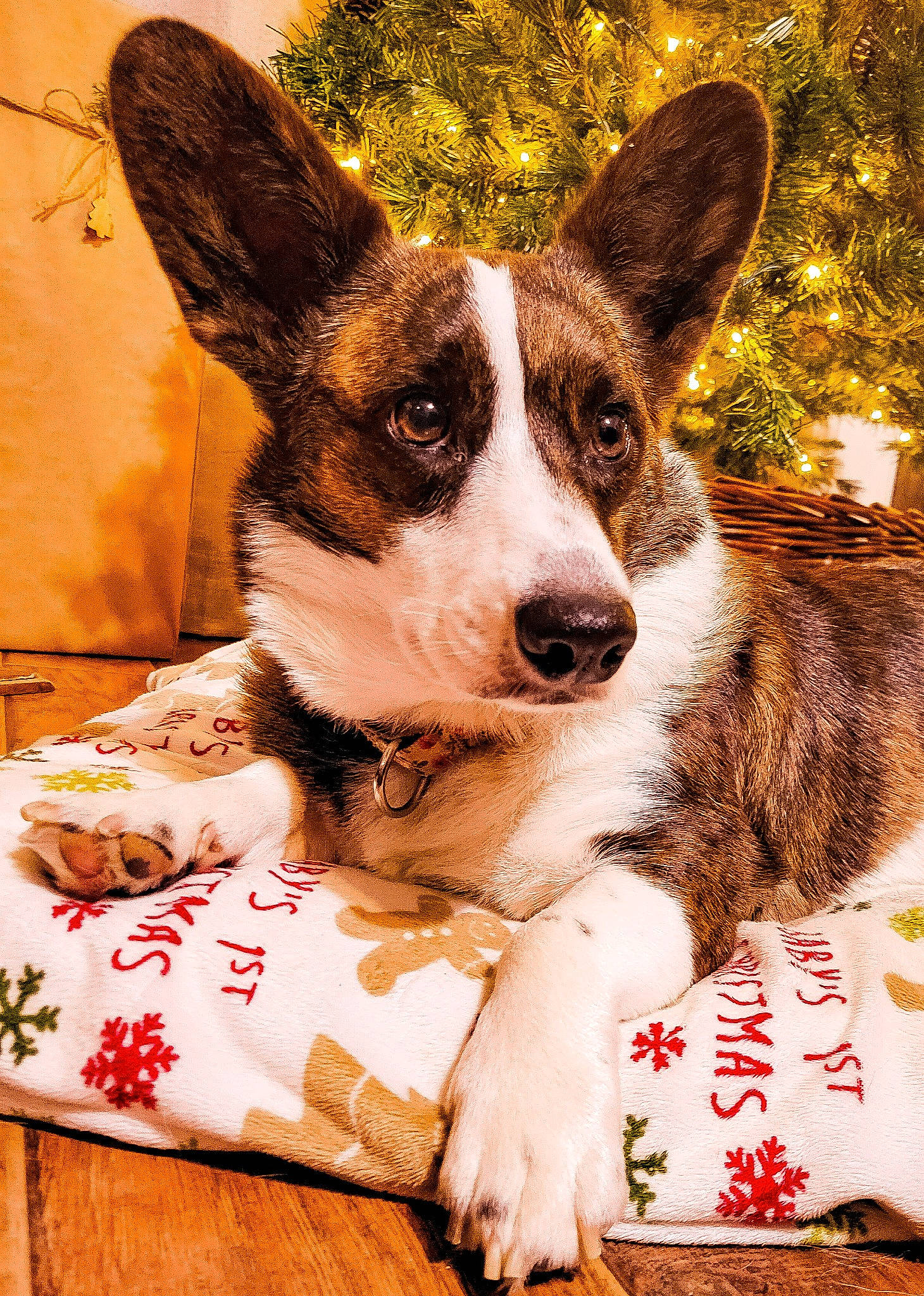 Emi Lou is registered to the contest to win money with this photo: art, canidae, carnivore, companion_dog, dog, dog_breed, fawn, non_sporting_group, snout, sporting_group, terrestrial_animal, whiskers, wood, working_animal