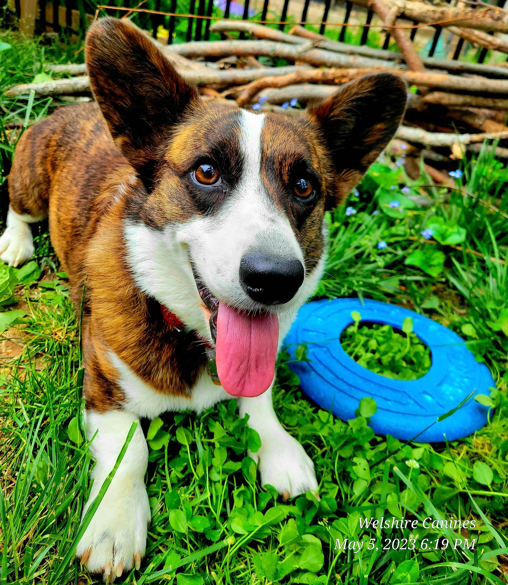 Emi Lou joined the competition — help win amazing prizes! art, canidae, carnivore, circle, collar, companion_dog, dog, dog_breed, dog_supply, grass, groundcover, herding_dog, plant, snout, sporting_group, whiskers, working_dog