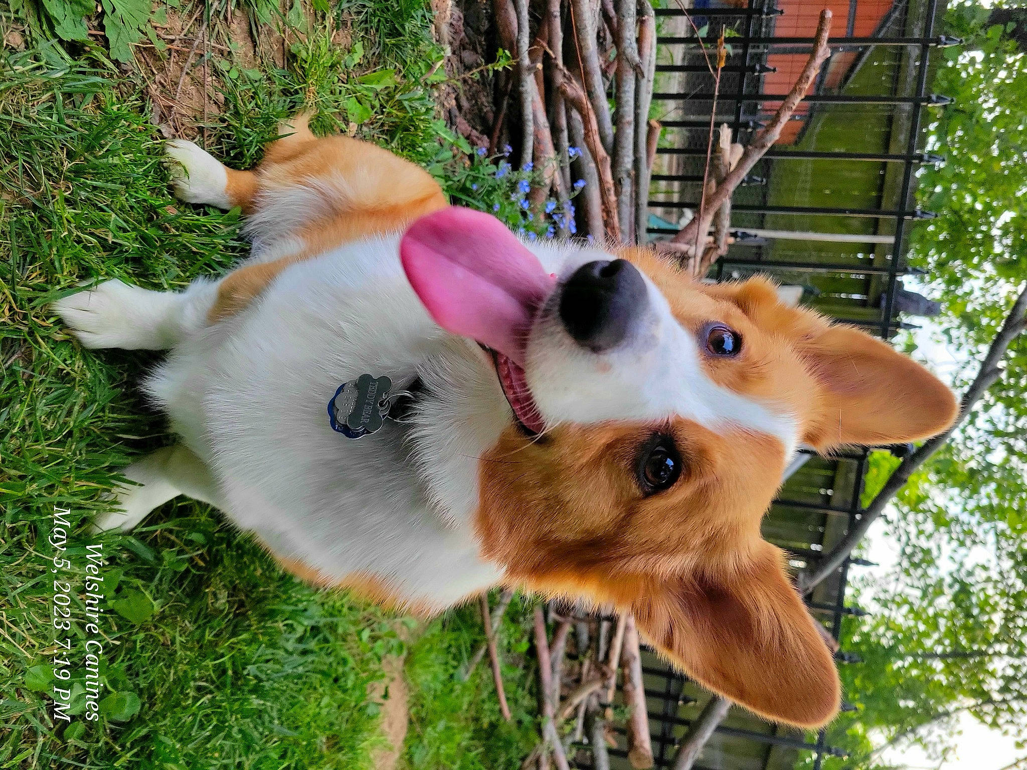 Teddy Bear joined the competition — help win amazing prizes! adventure, canidae, carnivore, collar, companion_dog, dog, dog_breed, dog_collar, dog_supply, fawn, fur, grass, herding_dog, leash, pet_supply, plant, sporting_group, tree, whiskers, working_animal