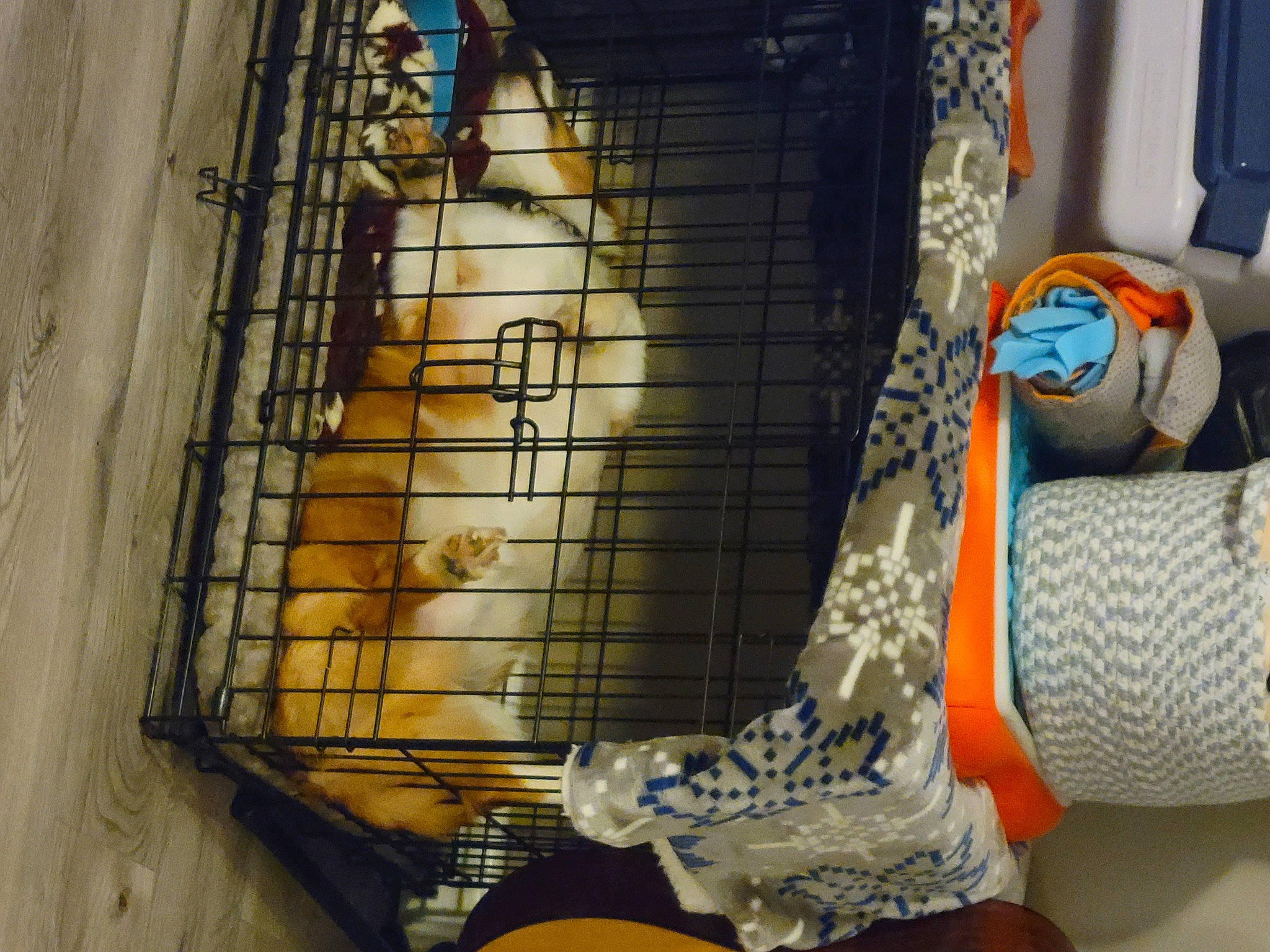 Teddy Bear joined the competition — help win amazing prizes! animal_shelter, art, cage, carmine, comfort_food, felidae, flooring, fur, gas, home_appliance, linens, mesh, net, pattern, pet_supply, room, stuffed_toy, tail, visual_arts, wood