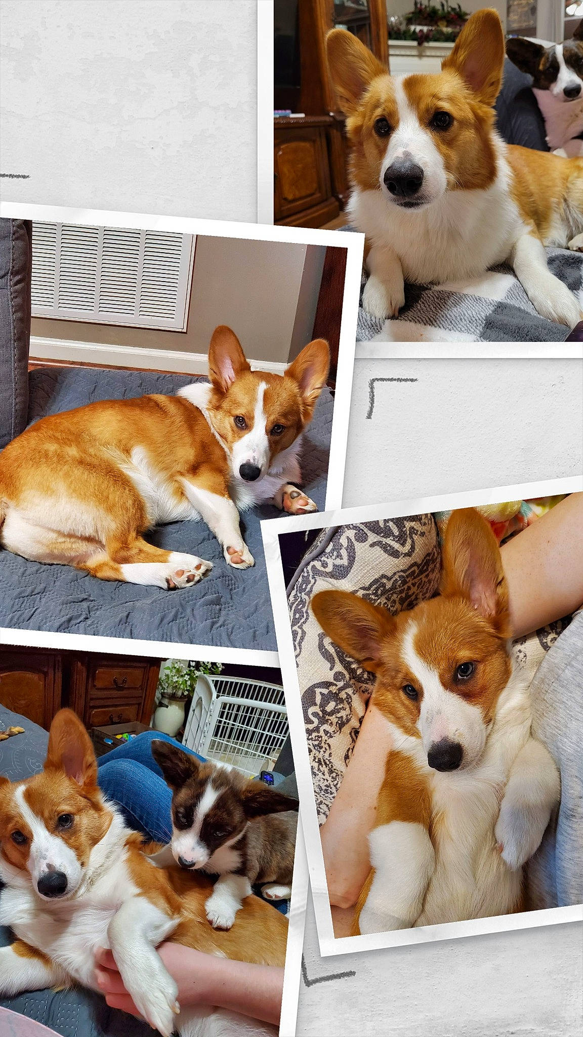 Teddy Bear joined the competition — help win amazing prizes! ancient_dog_breeds, beaglier, canidae, carnivore, collage, comfort, companion_dog, dog, dog_breed, fawn, hound, mammal, pet_supply, sharing, sporting_group, vertebrate, water, working_animal