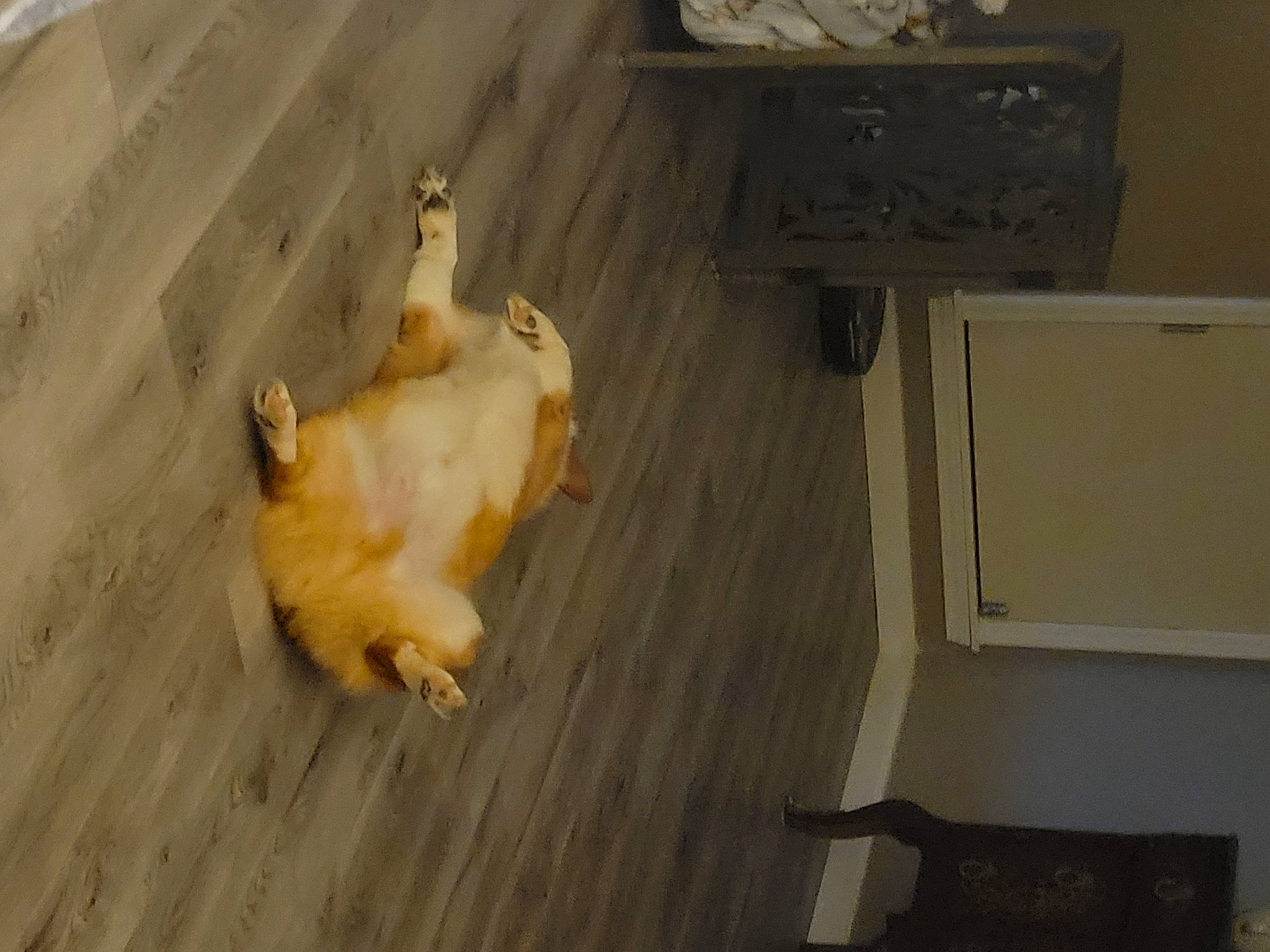 Teddy Bear is registered to the contest to win money with this photo: carnivore, companion_dog, dog_breed, fawn, felidae, floor, flooring, fur, hardwood, livestock, paw, plywood, room, small_to_medium_sized_cats, tail, toy_dog, whiskers, wood, wood_flooring, wood_stain