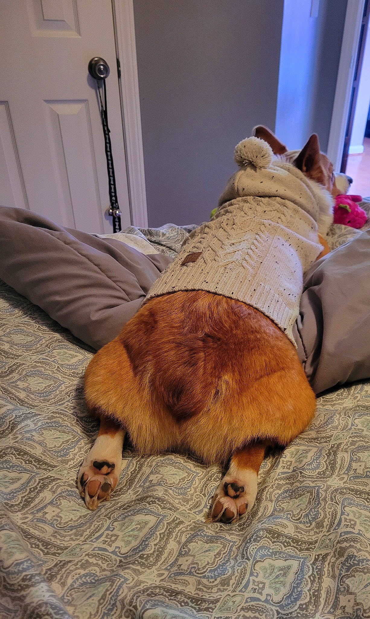 Teddy Bear joined the competition — help win amazing prizes! canidae, carnivore, comfort, companion_dog, couch, dog, dog_breed, door, fawn, felidae, flooring, fur, hardwood, human_leg, liver, small_to_medium_sized_cats, snout, tail, whiskers, wood