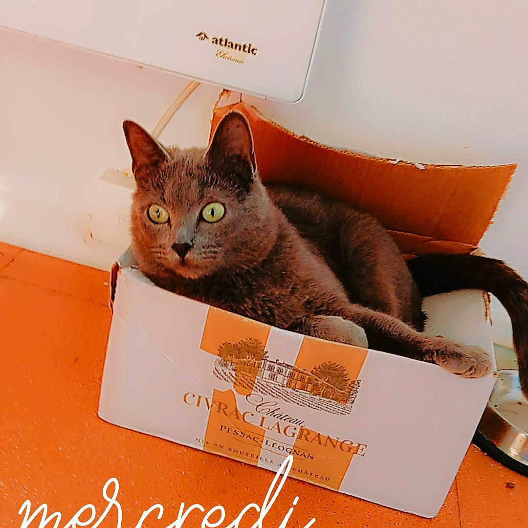 Happy a rejoint le concours — aidez-le/la à gagner de superbes lots ! abyssinian, animal, box, cardboard, carton, cat, computer, electronics, envelope, greetingcard, hardwood, indoors, kitten, laptop, mail, manx, pc, pet, text, wood