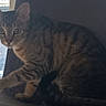 Mina a rejoint le concours — aidez-le/la à gagner de superbes lots ! cat, tabby, striped_fur, animal, pet, feline, indoor, chair, window, curious, sitting, looking, natural_light, domestic_animal, whiskers, ears, paws, fur, closeup, side_view