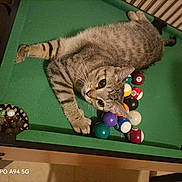 Mina participe au concours pour gagner de l'argent avec cette photo : cat, tabby_cat, pool_table, billiard_balls, indoor, pet, animal, feline, striped, relaxed, green_felt, table, cute, playful, domestic_cat, ball, wooden_table, pocket, leisure, curious
