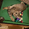 cat, tabby_cat, pool_table, billiard_balls, indoor, pet, animal, feline, striped, relaxed, green_felt, table, cute, playful, domestic_cat, ball, wooden_table, pocket, leisure, curious