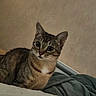 Mina a rejoint le concours — aidez-le/la à gagner de superbes lots ! cat, tabby, pet, indoor, bed, blanket, fur, whiskers, ears, eyes, animal, cute, feline, resting, cozy, domestic, mammal, portrait, side_view, curious