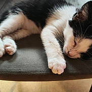 Eros a rejoint le concours — aidez-le/la à gagner de superbes lots ! kitten, cat, sleeping, black_and_white, paw, chair, feline, pet, indoor, resting, cute, animal, fur, whiskers, relaxed, cozy, soft, domestic, closeup, adorable