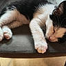 kitten, cat, sleeping, black_and_white, paw, chair, feline, pet, indoor, resting, cute, animal, fur, whiskers, relaxed, cozy, soft, domestic, closeup, adorable