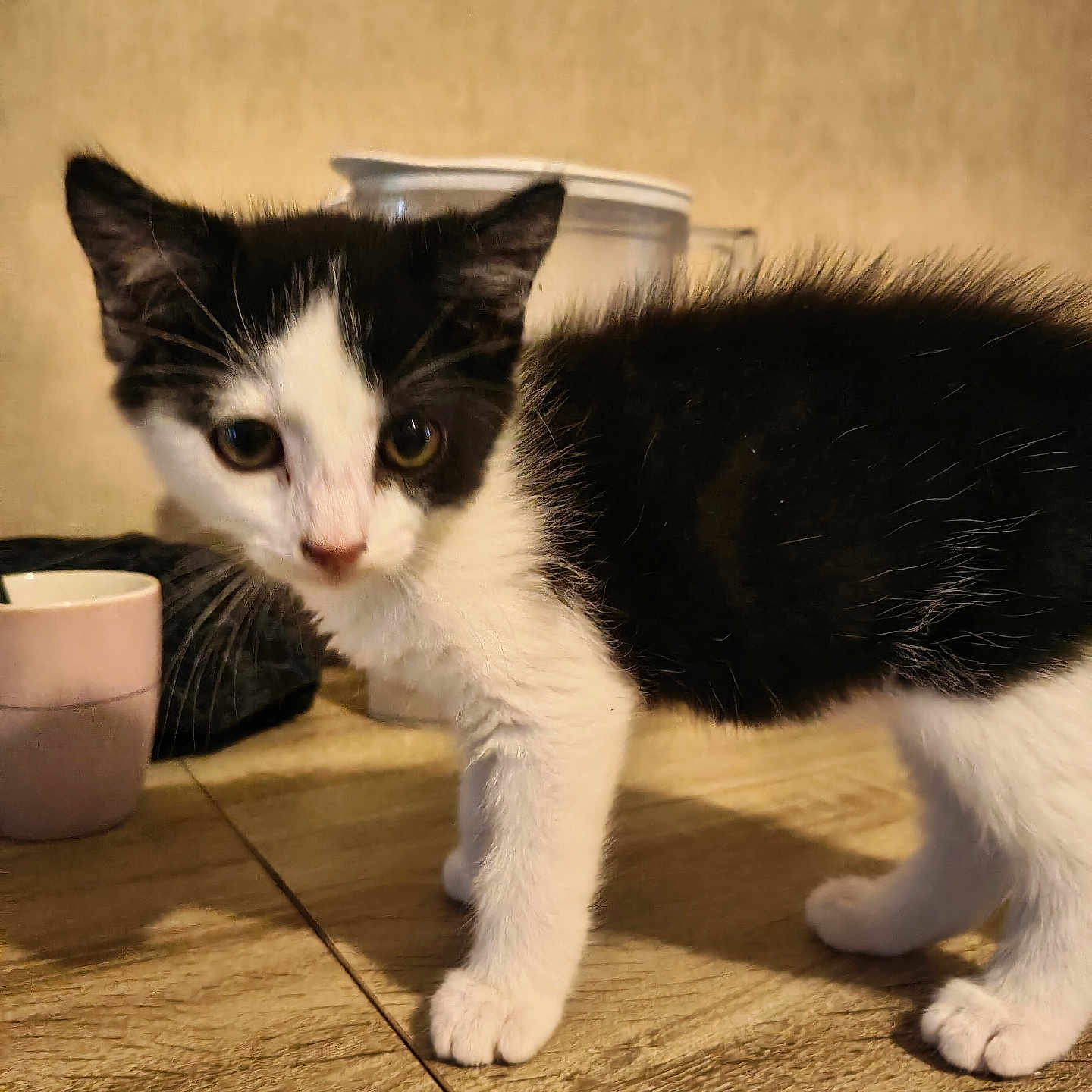 Eros participe au concours pour gagner de l'argent avec cette photo : kitten, cat, black_and_white, curious, wooden_surface, pink_cup, pitcher, indoor, pet, animal, feline, young_animal, exploring, close_up, domestic, cute, small, whiskers, ears, fur