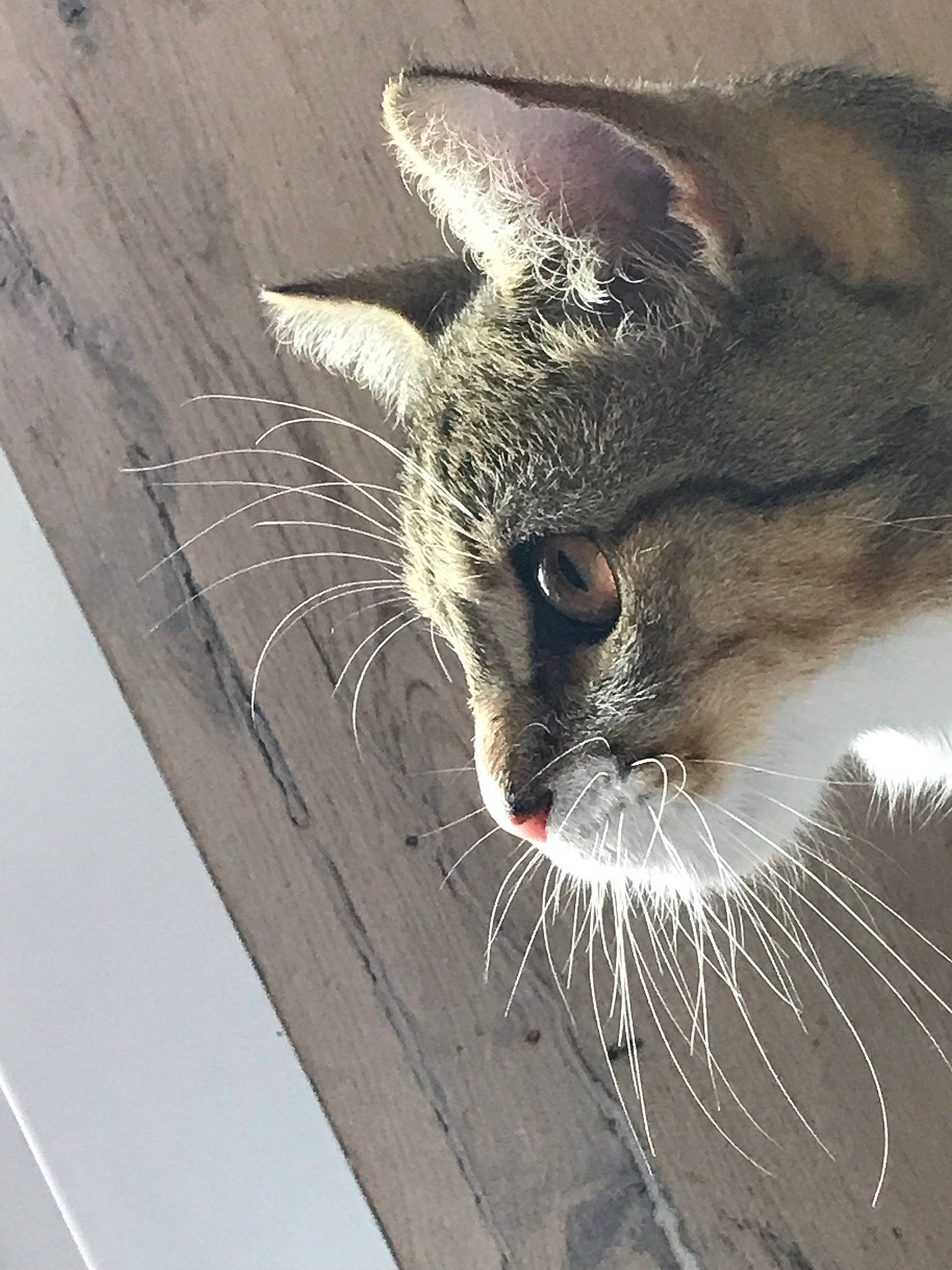 Moumoute a rejoint le concours — aidez-le/la à gagner de superbes lots ! carnivore, cat, claw, domestic_short_haired_cat, felidae, fur, monochrome, monochrome_photography, paw, photo_caption, small_to_medium_sized_cats, snout, tail, whiskers, window, wood