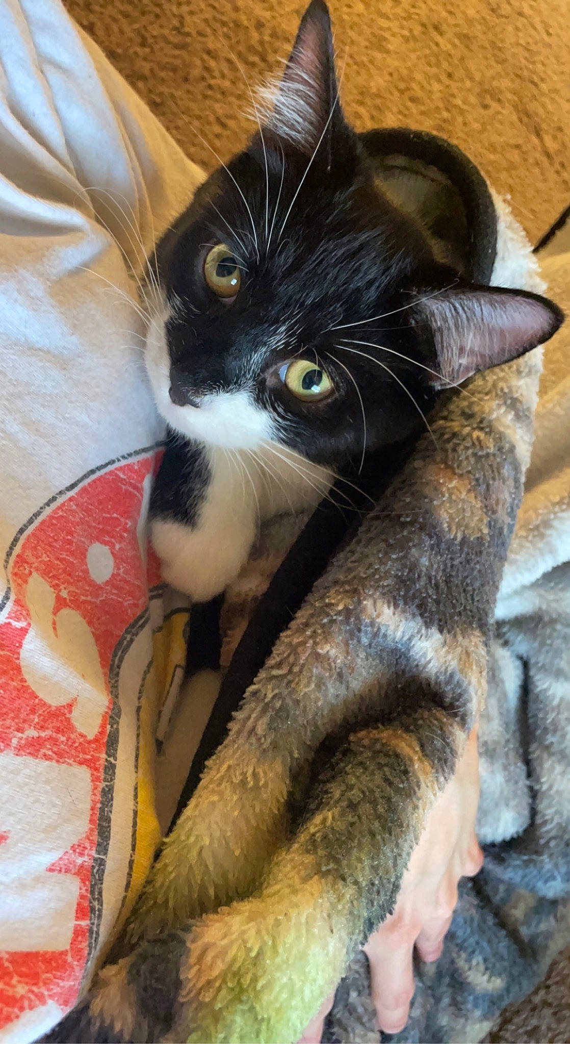 Leo joined the competition — help win amazing prizes! carnivore, cat, claw, comfort, domestic_short_haired_cat, felidae, foot, fur, lap, leg, paw, small_to_medium_sized_cats, snout, tail, thigh, toy, whiskers