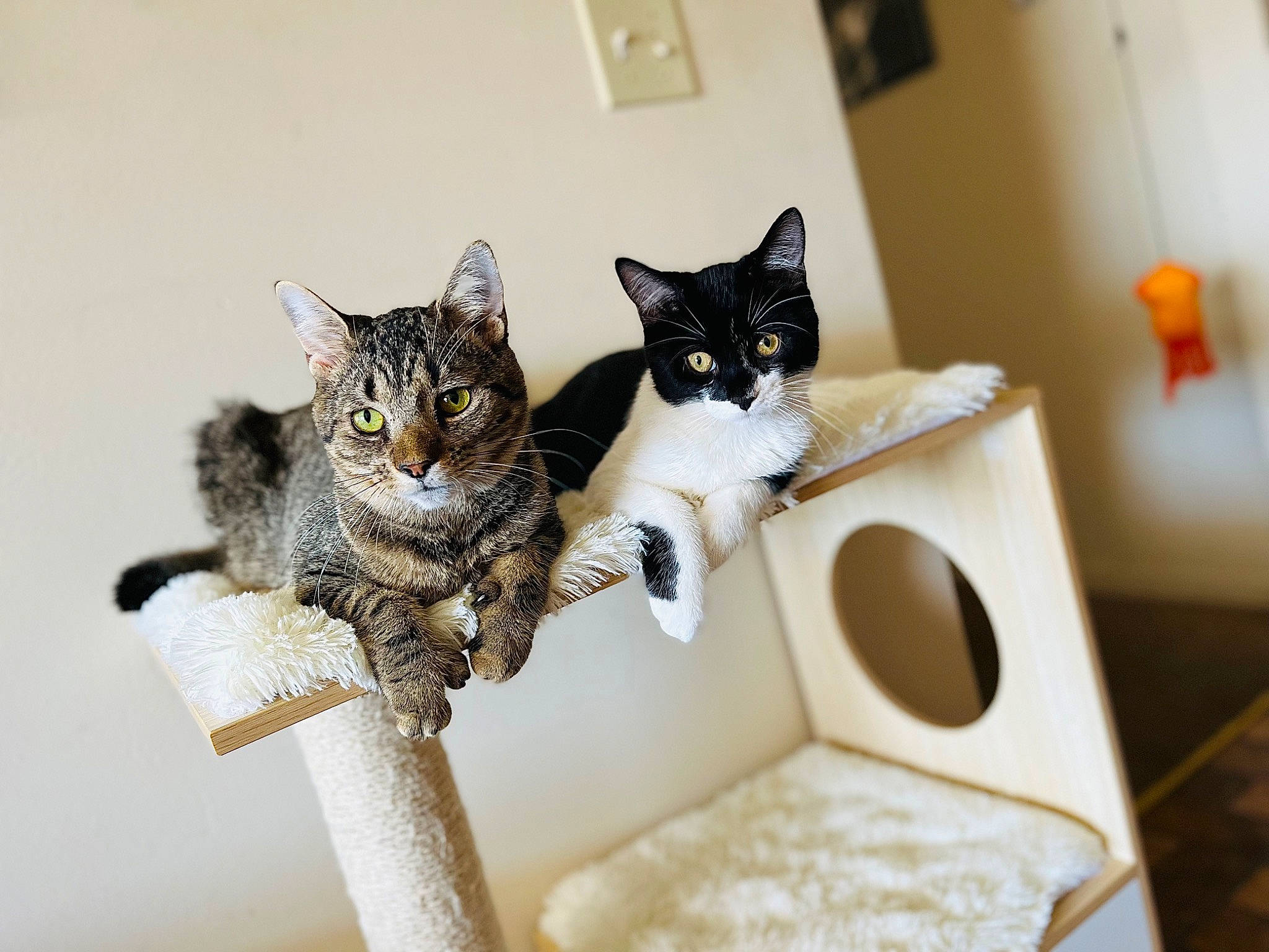 Bean joined the competition — help win amazing prizes! carnivore, cat, comfort, domestic_short_haired_cat, door, felidae, fur, grey, household_supply, paper_towel, paw, pet_supply, room, sitting, small_to_medium_sized_cats, tail, tree, twig, whiskers, wood